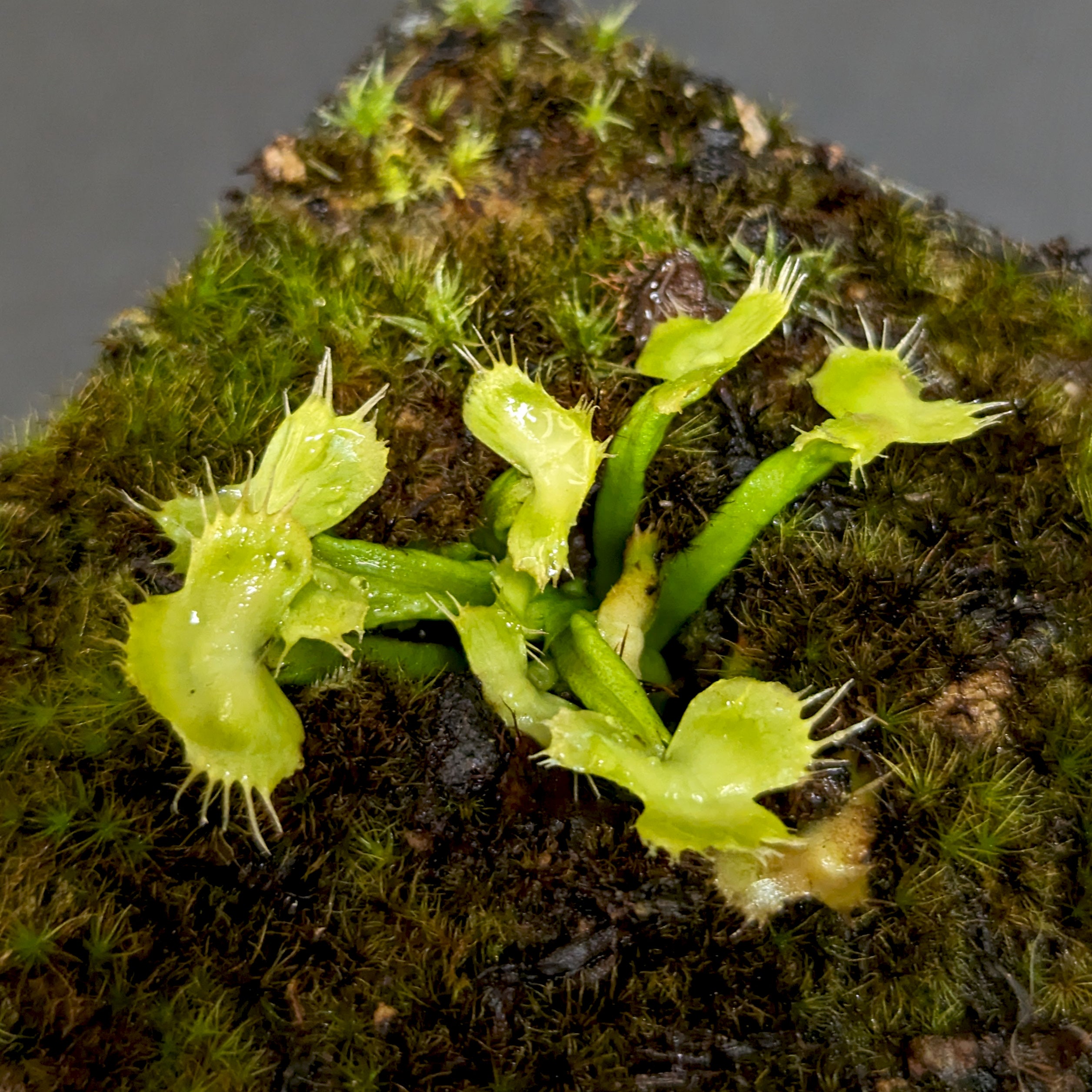 Venus Flytrap- Dionaea muscipula 