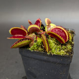 Dionaea muscipula 'Red Piranha'