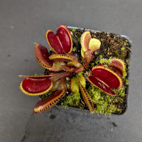 Venus Flytrap- Dionaea muscipula 'Red Piranha'