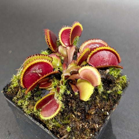 Venus flytrap Red Piranha with burgundy traps edged in yellow growing from a mossy pot.
