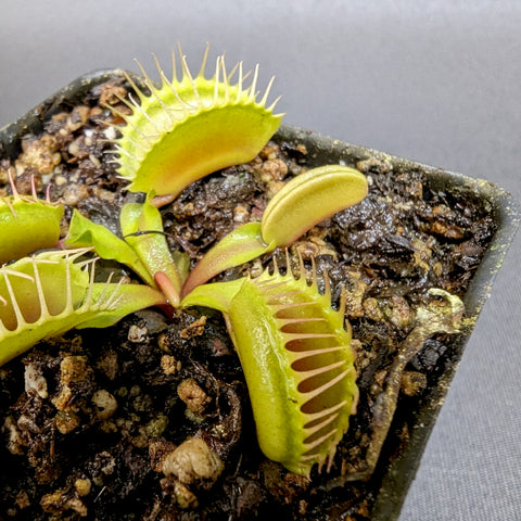 Mirror Venus flytrap with lime green traps and spiky margins in a small pot.