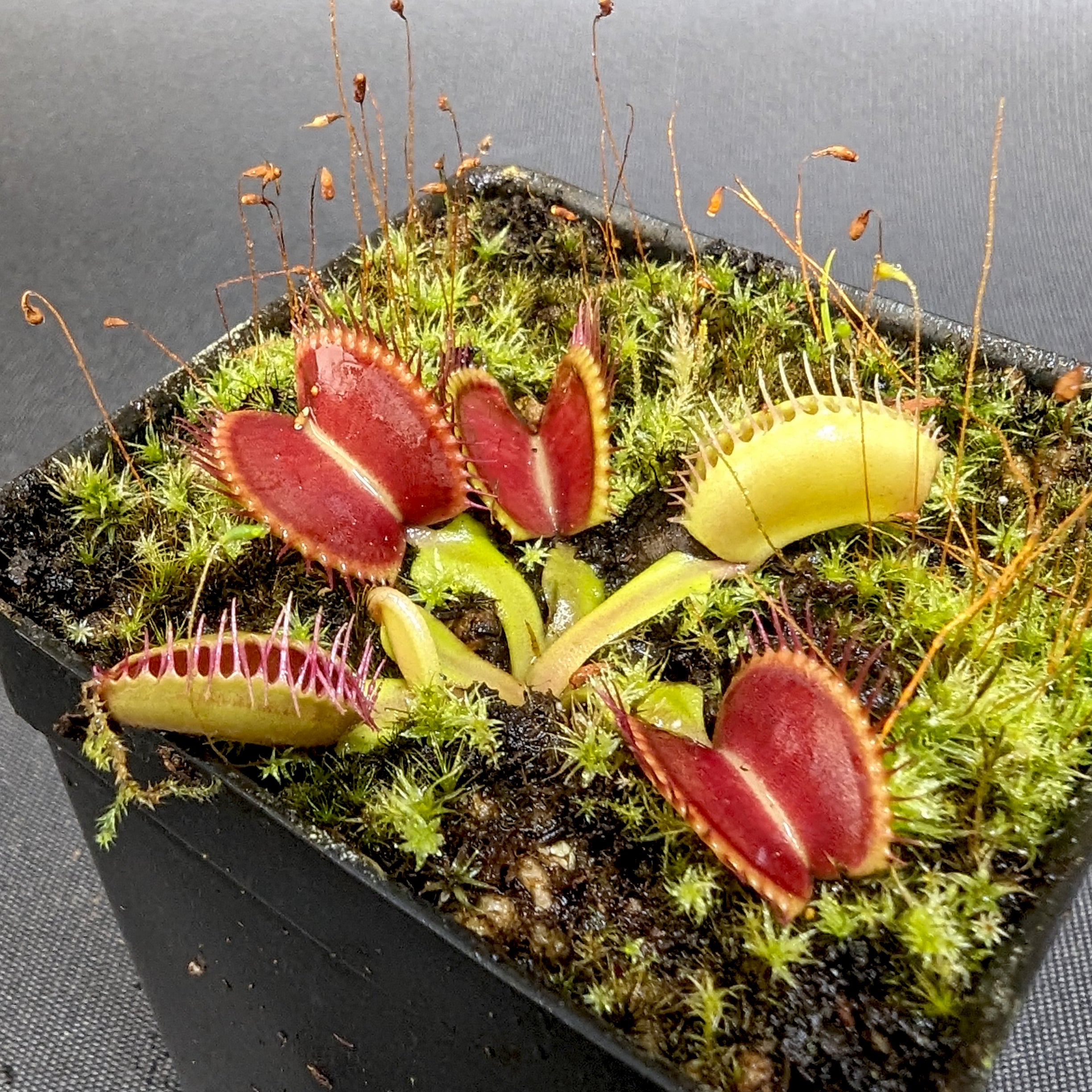 Venus Flytrap- Dionaea muscipula Mirror – Carnivero