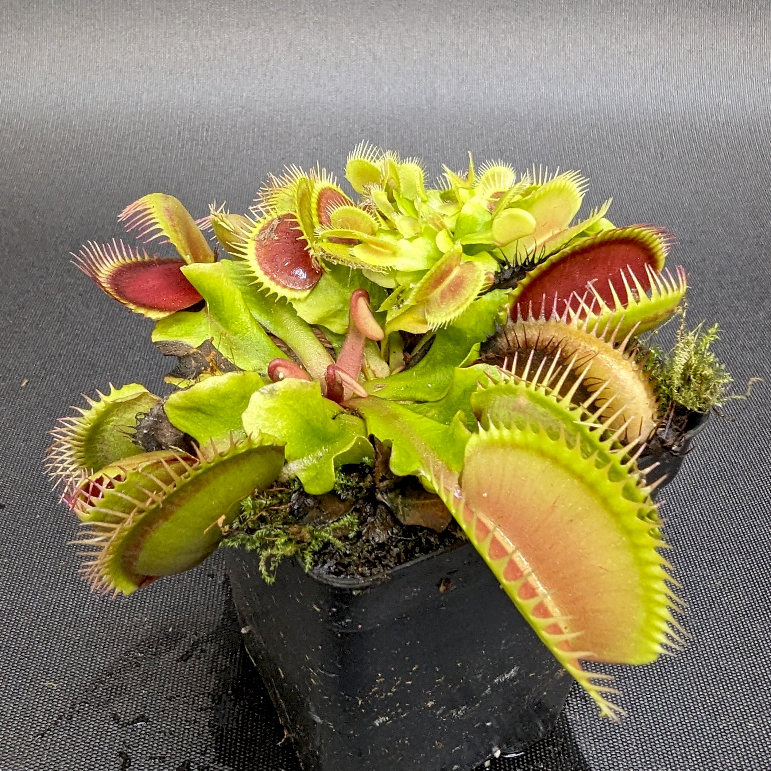 Venus Flytrap- Dionaea muscipula La Grosse à Guigui – Carnivero
