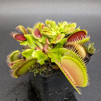 Dionaea muscipula La Grosse à Guigui