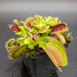 Dionaea muscipula La Grosse à Guigui