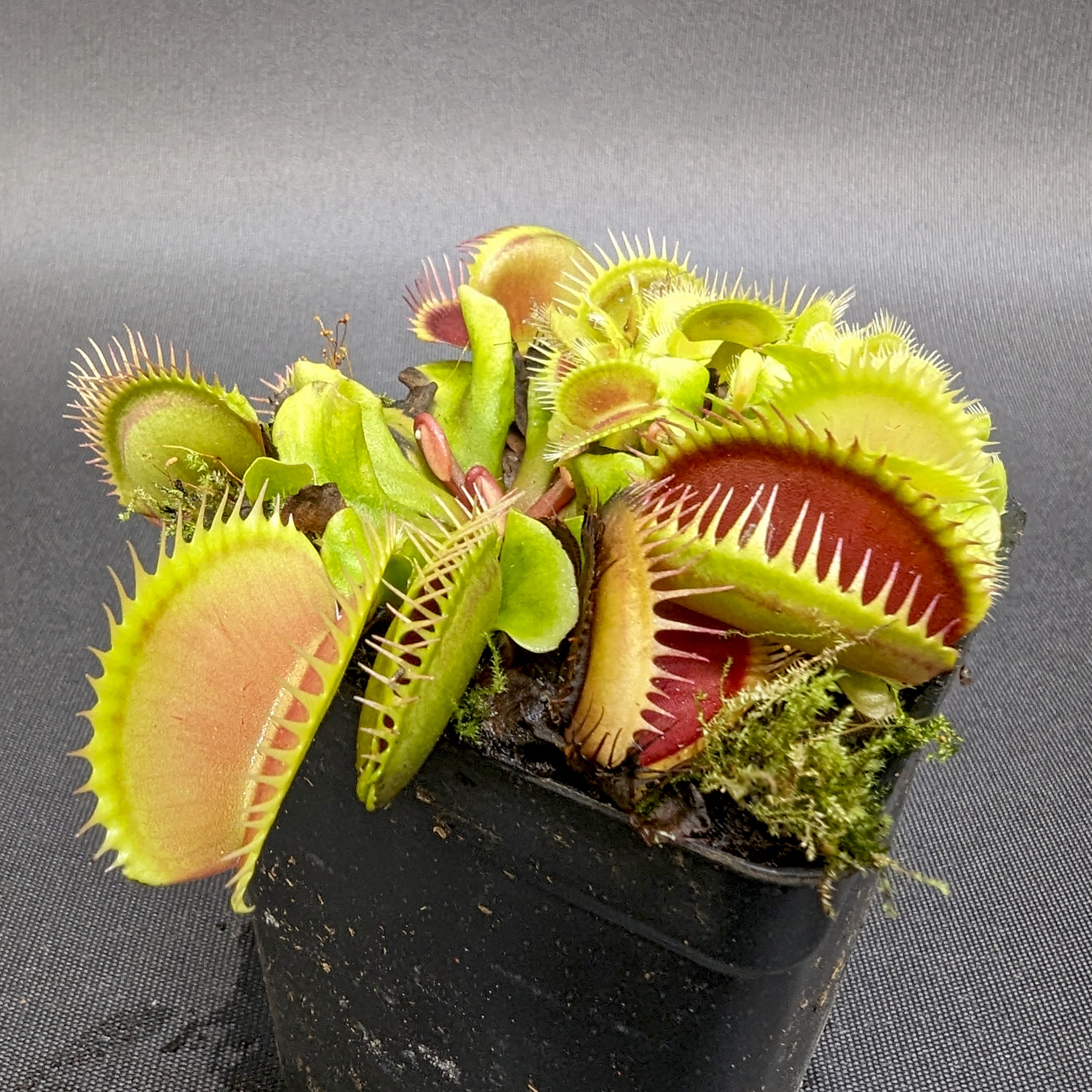 Venus Flytrap- Dionaea muscipula La Grosse à Guigui – Carnivero