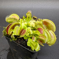 Dionaea muscipula La Grosse à Guigui
