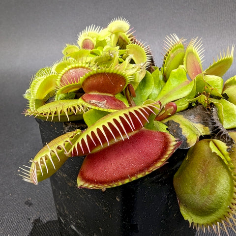 Venus flytrap in a black pot with bright green traps edged in red and sharp teeth