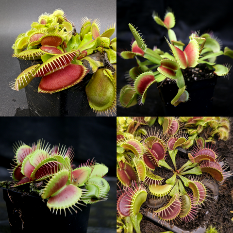 Collage of Venus flytraps showing green and red traps in pots and a dense cluster in a tray.