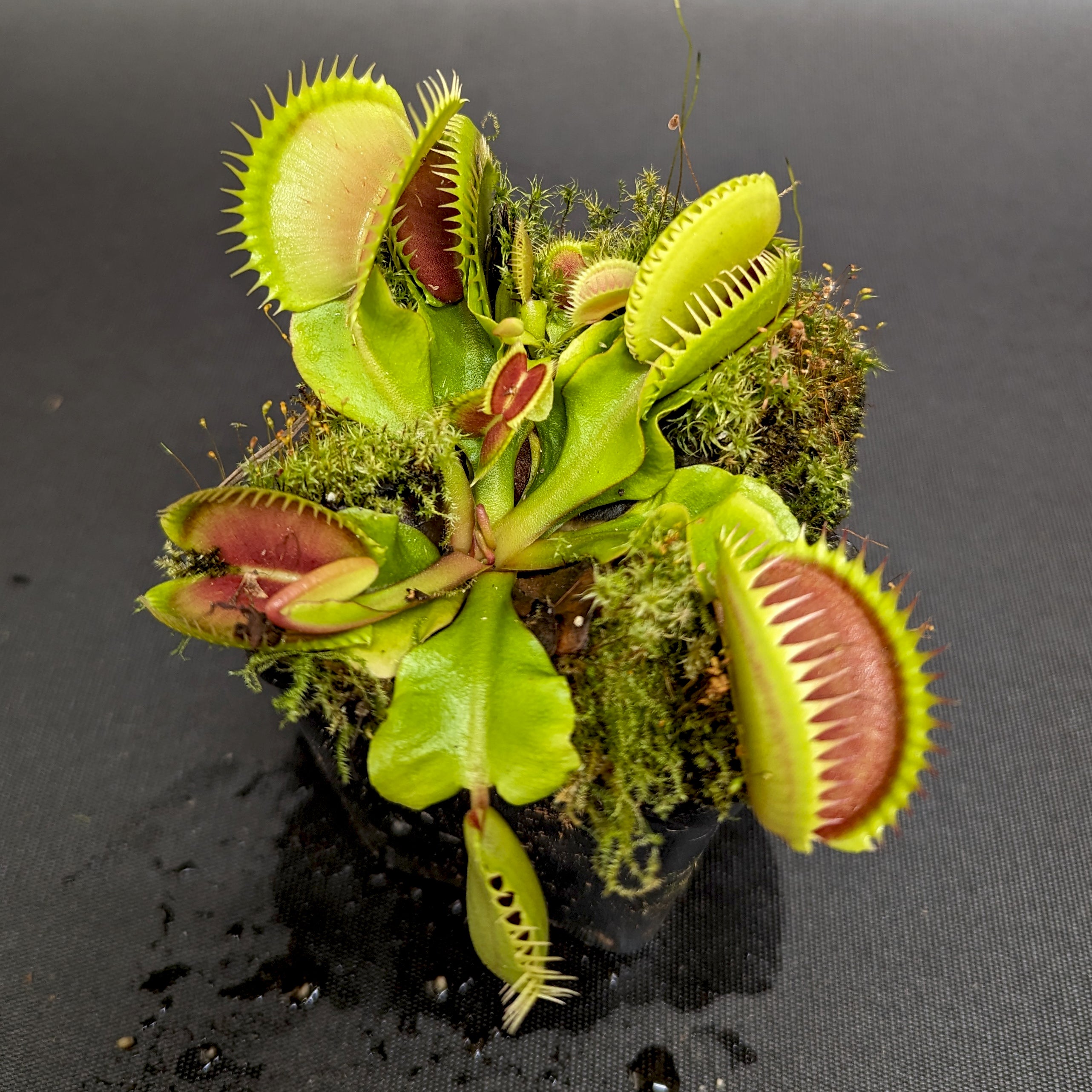 Venus Flytrap- Dionaea muscipula La Grosse à Guigui – Carnivero