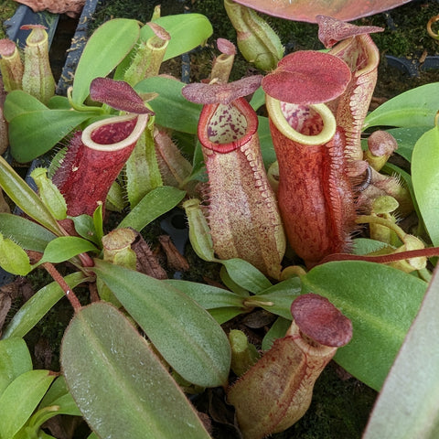Cluster of Nepenthes thorelii hybrid pitchers with red tubular traps among green leaves