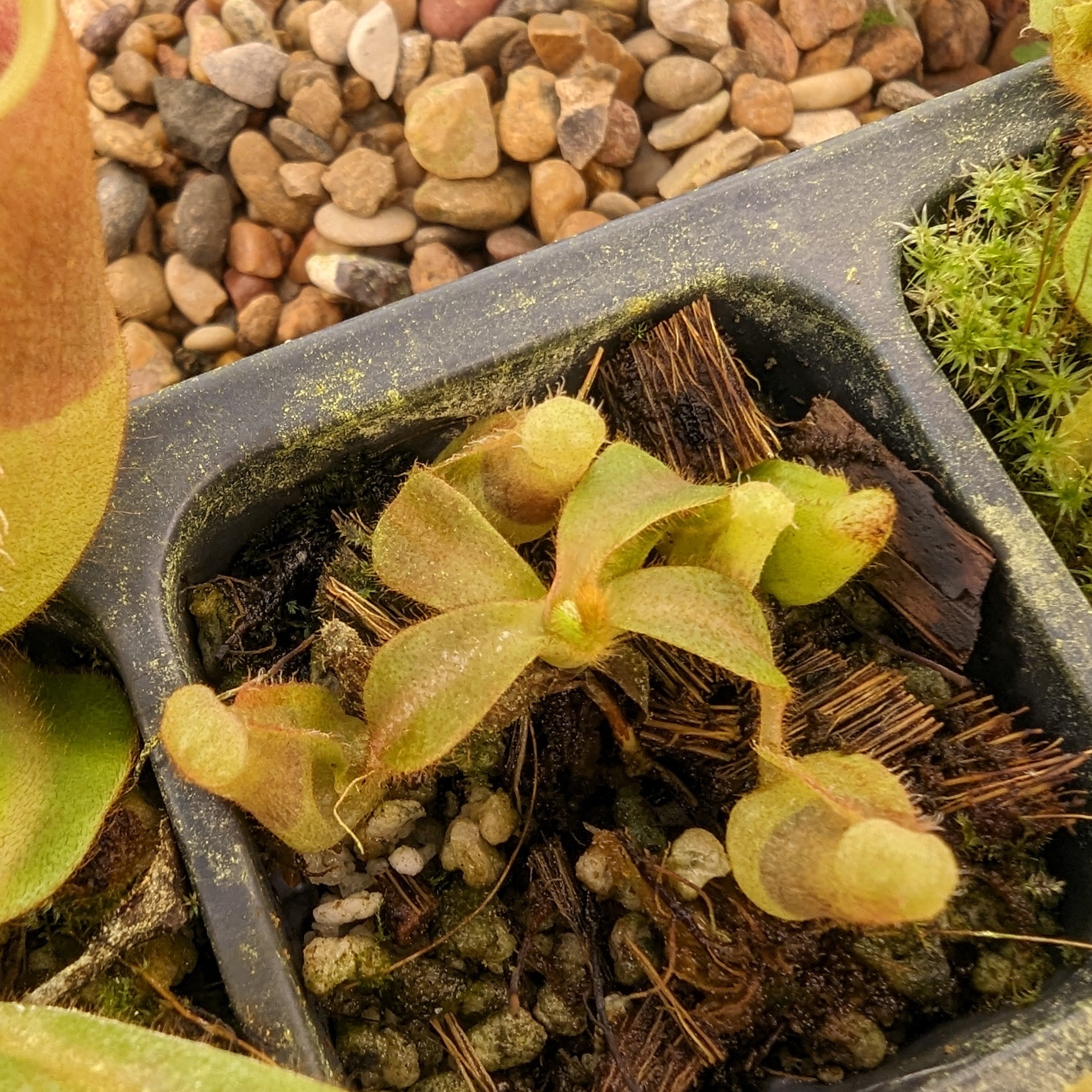 Nepenthes veitchii ((k) #1 x (m) #2), CAR-0250 – Carnivero