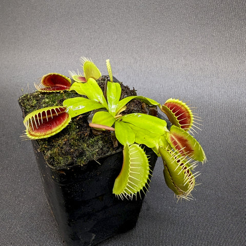 Venus flytrap H-52 cultivar in a black pot with mossy soil and green traps with red interiors