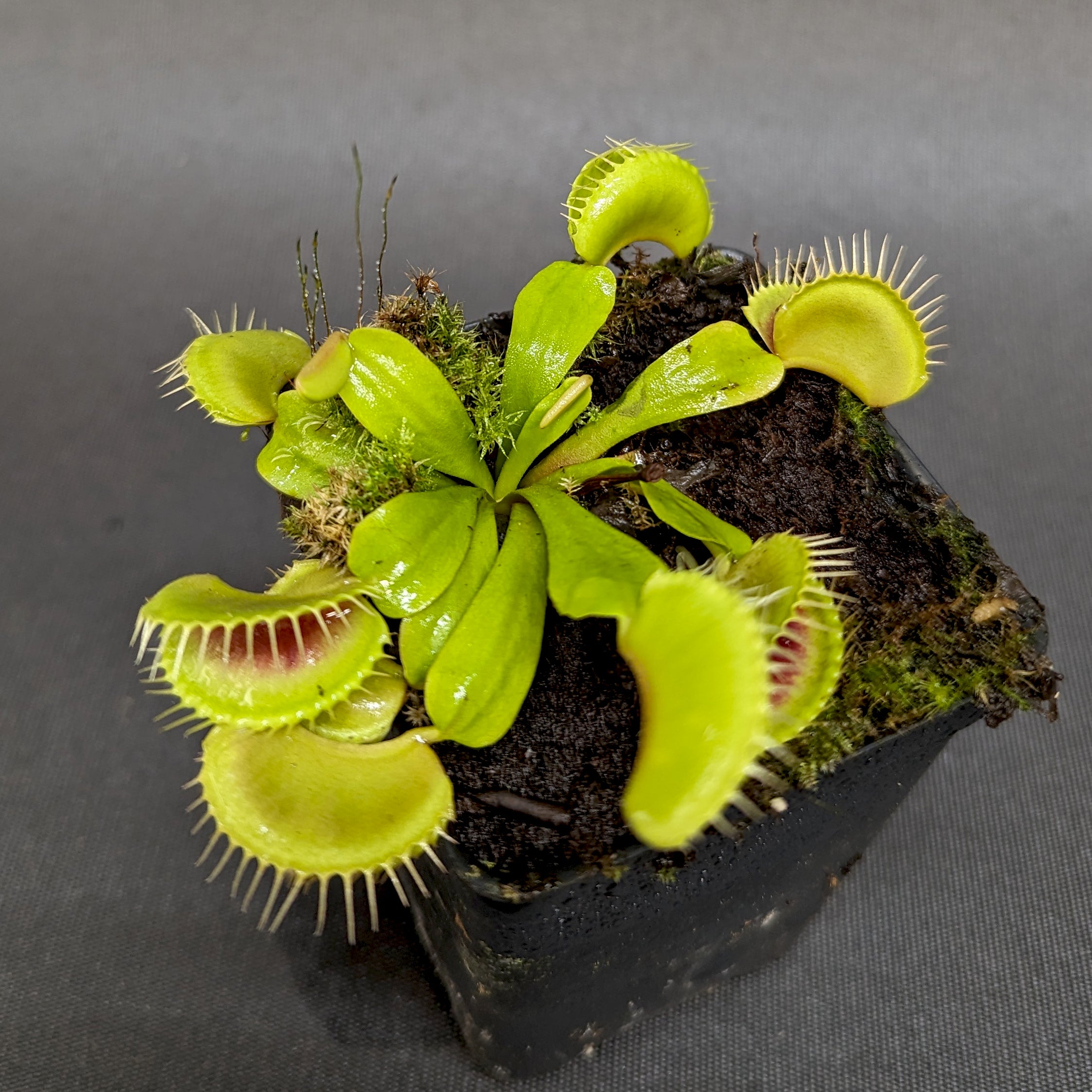 Venus Flytrap- Dionaea muscipula 