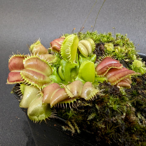 Angel Wings Venus flytrap shows pinkish red outer traps and bright green inner lobes on a mossy base