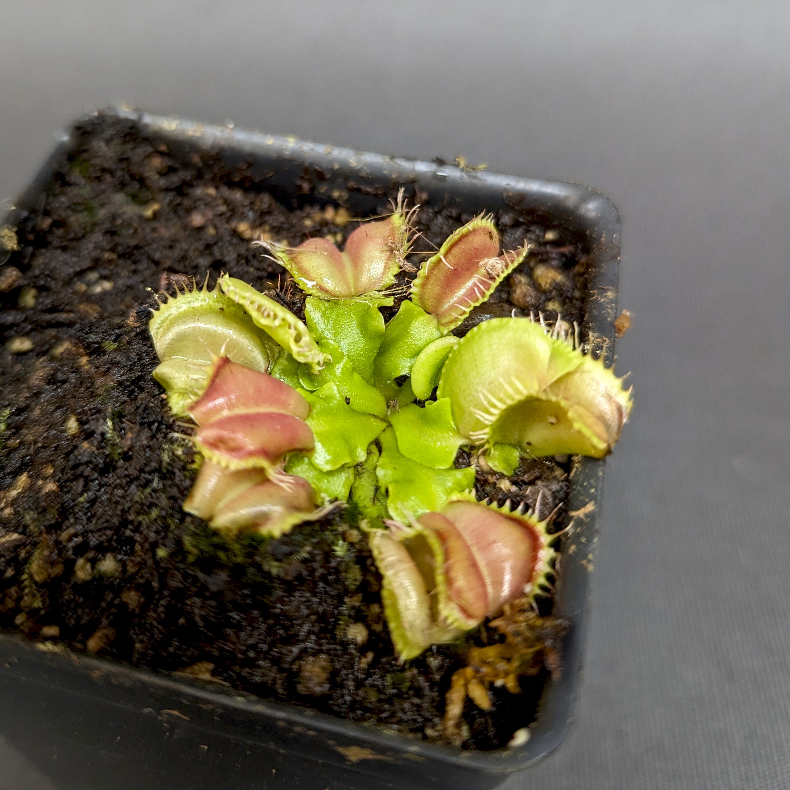 Venus Flytrap- Dionaea muscipula 