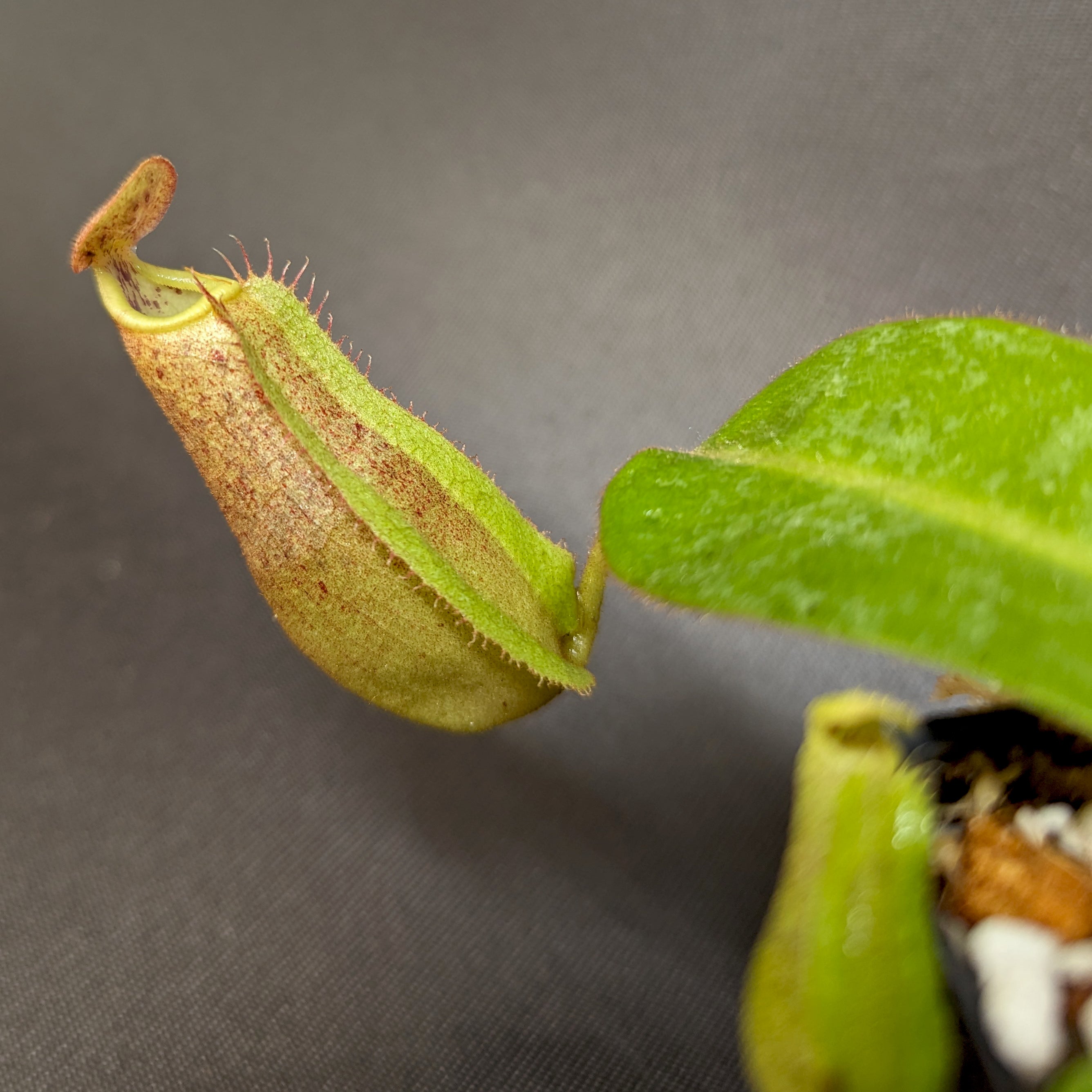 Nepenthes eymae EP x veitchii Cobra, CAR-0336 – Carnivero