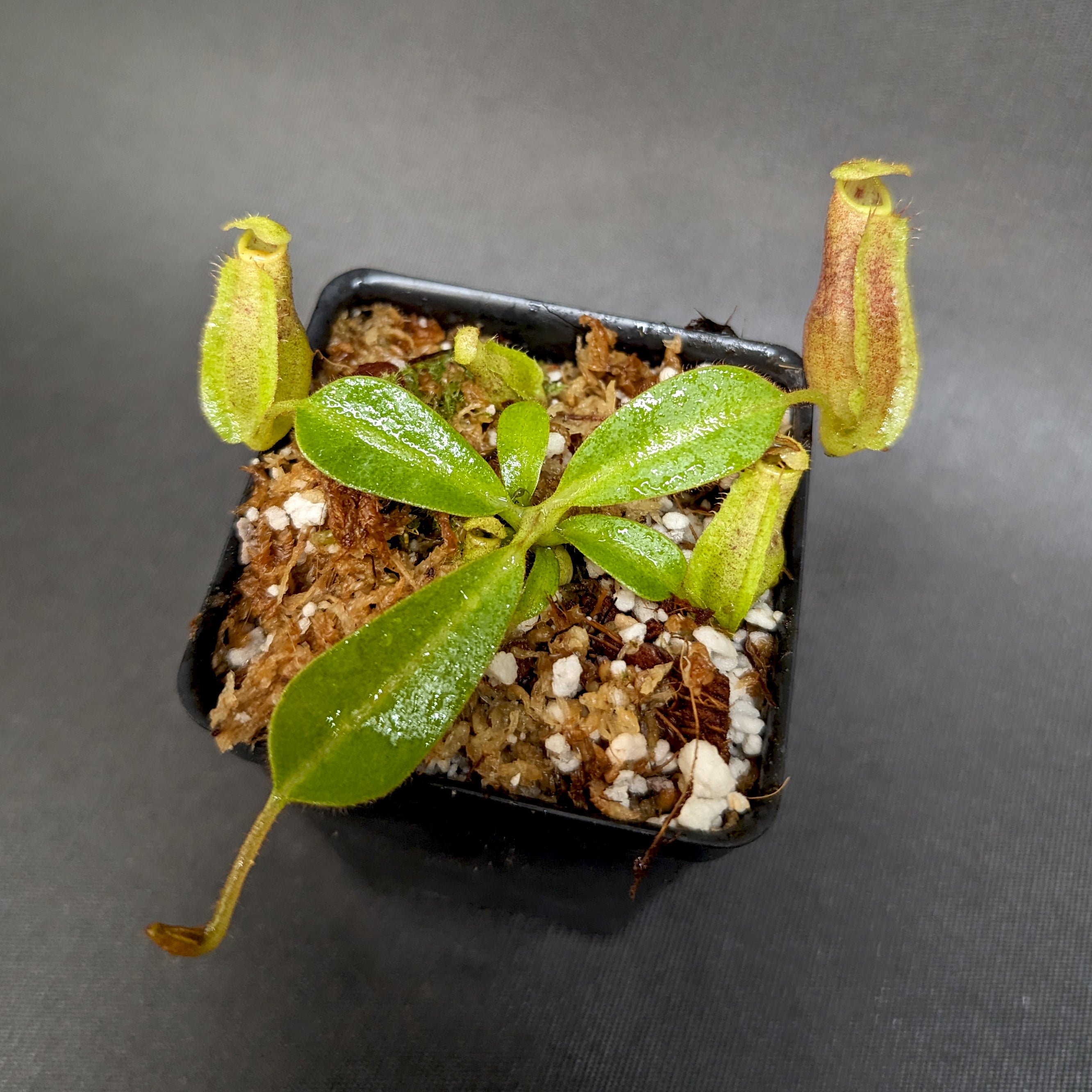 Nepenthes eymae EP x veitchii Cobra, CAR-0336 – Carnivero