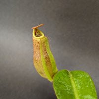 Nepenthes eymae EP x veitchii Cobra, CAR-0336