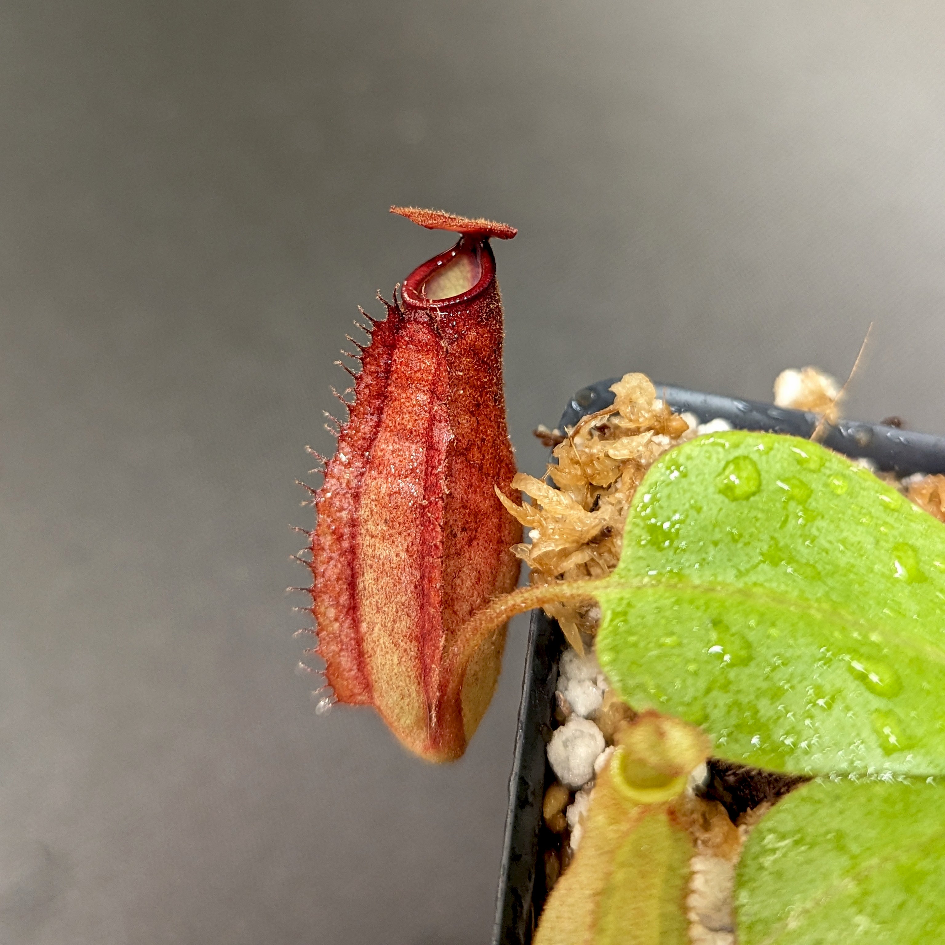 Nepenthes [(viking x ampullaria) x northiana] x platychila, CAR