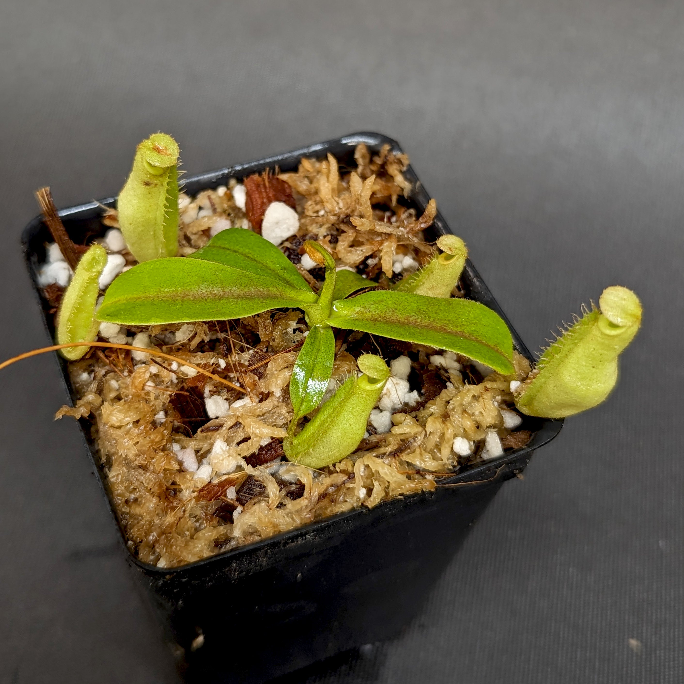 Nepenthes [(viking x ampullaria) x northiana] x platychila, CAR