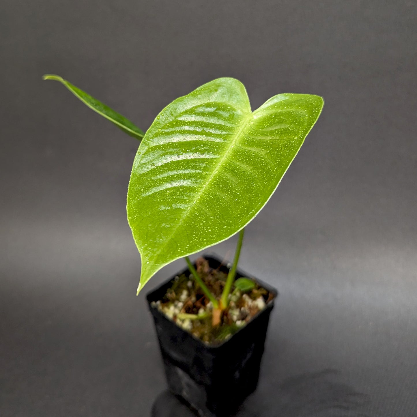 anthurium veitchii narrow Anthurium veitchii, King Anthurium – Carnivero