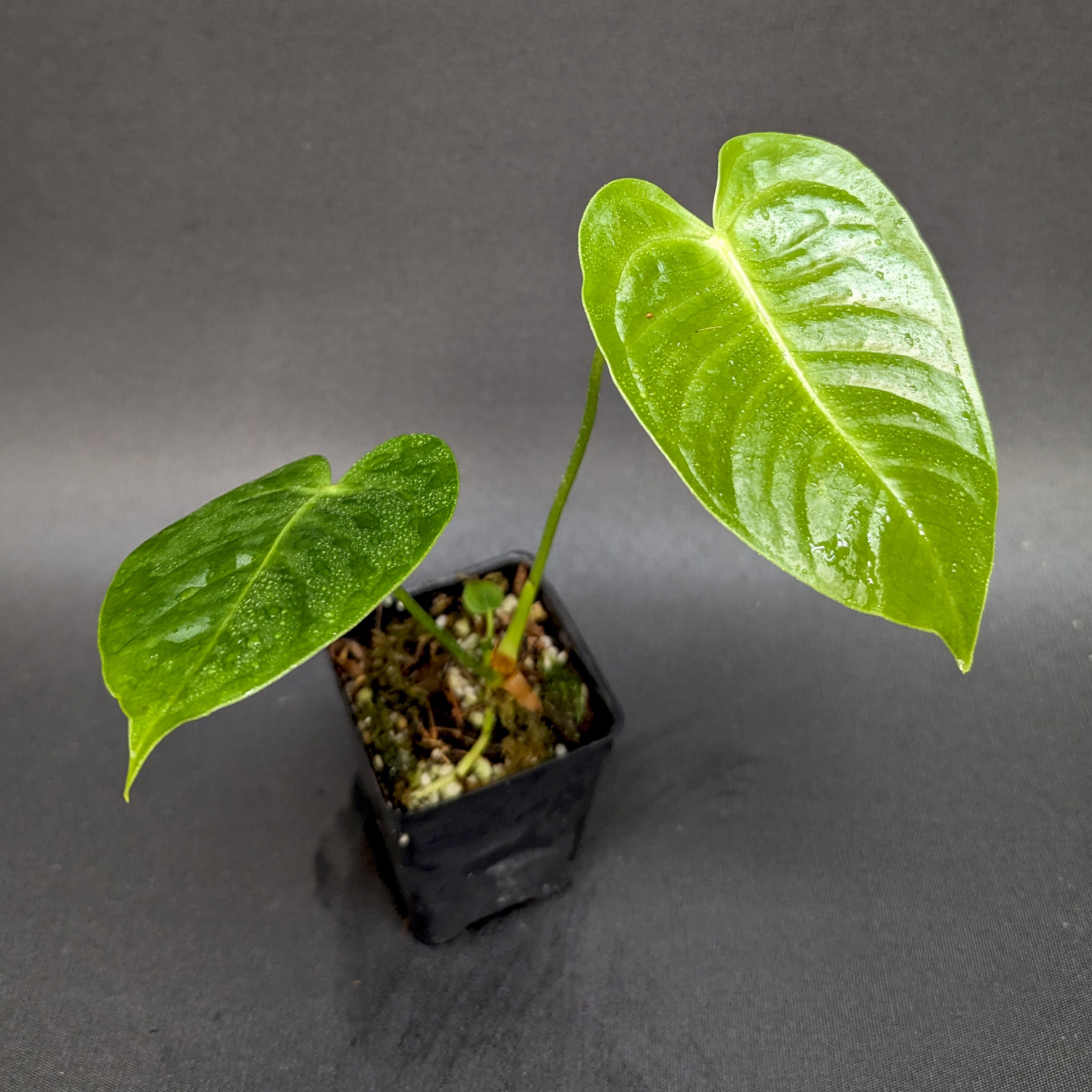 Anthurium veitchii, King Anthurium – Carnivero