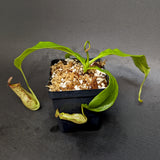 Nepenthes mirabilis var. echinostoma x {(Rokko x boschiana) x {[Rokko x (zakriana x spectabilis)] x TM}}, CAR-0217