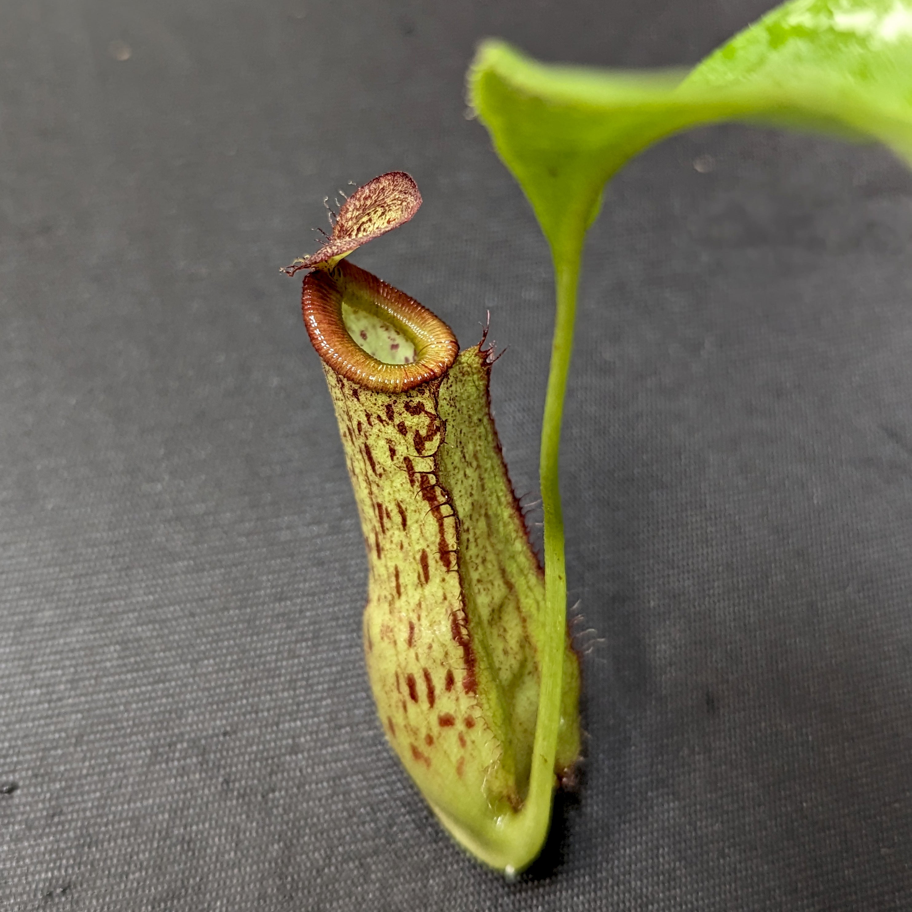 Nepenthes mirabilis var. echinostoma x {(Rokko x boschiana) x