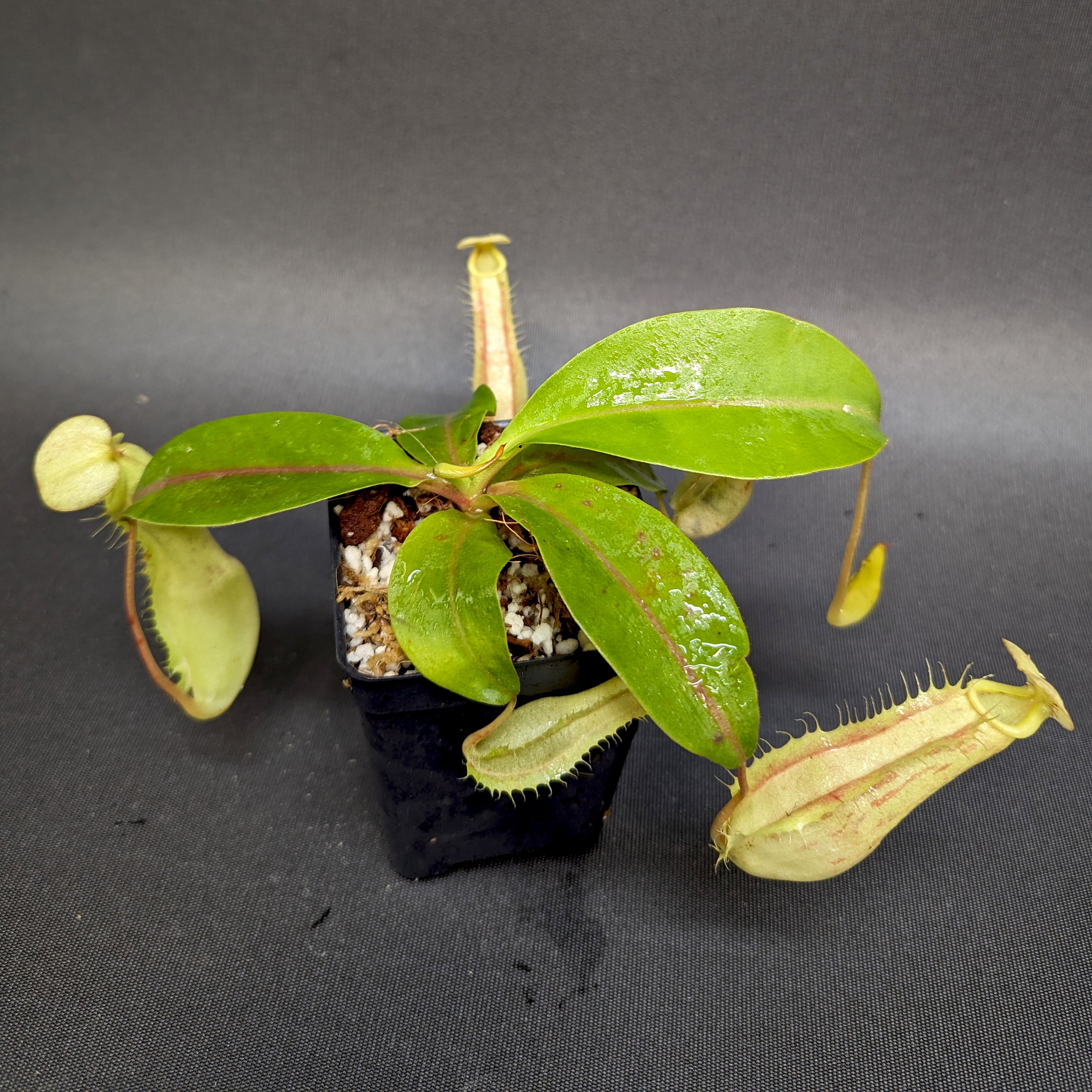 Nepenthes eustachya x (northiana x veitchii), CAR-0338 – Carnivero