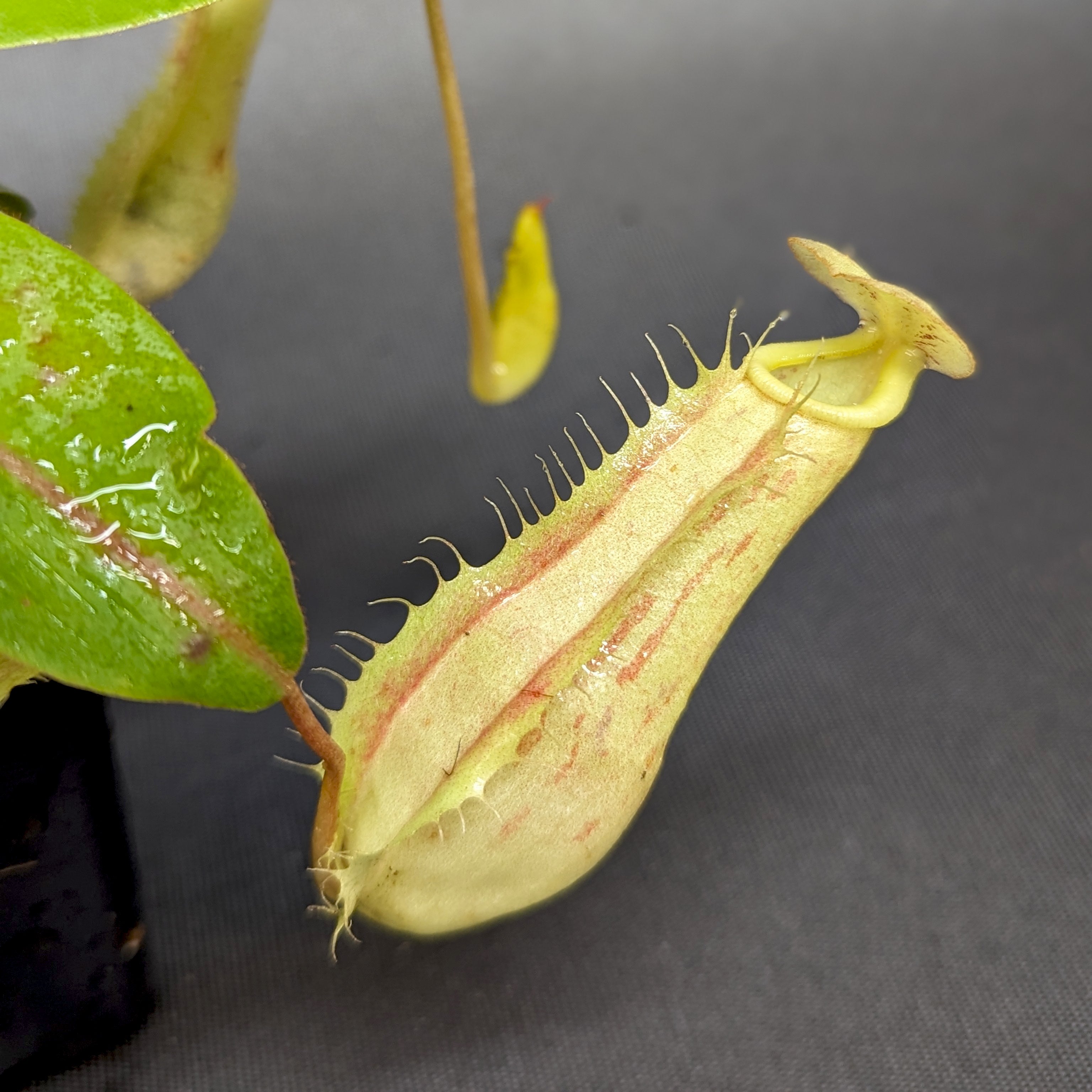 Nepenthes eustachya x (northiana x veitchii), CAR-0338 – Carnivero