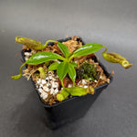 Nepenthes (maxima x campanulata) x [(lowii x veitchii) x campanulata], CAR-0339