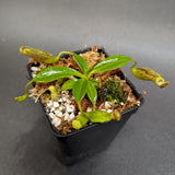 Nepenthes (maxima x campanulata) x [(lowii x veitchii) x campanulata], CAR-0339