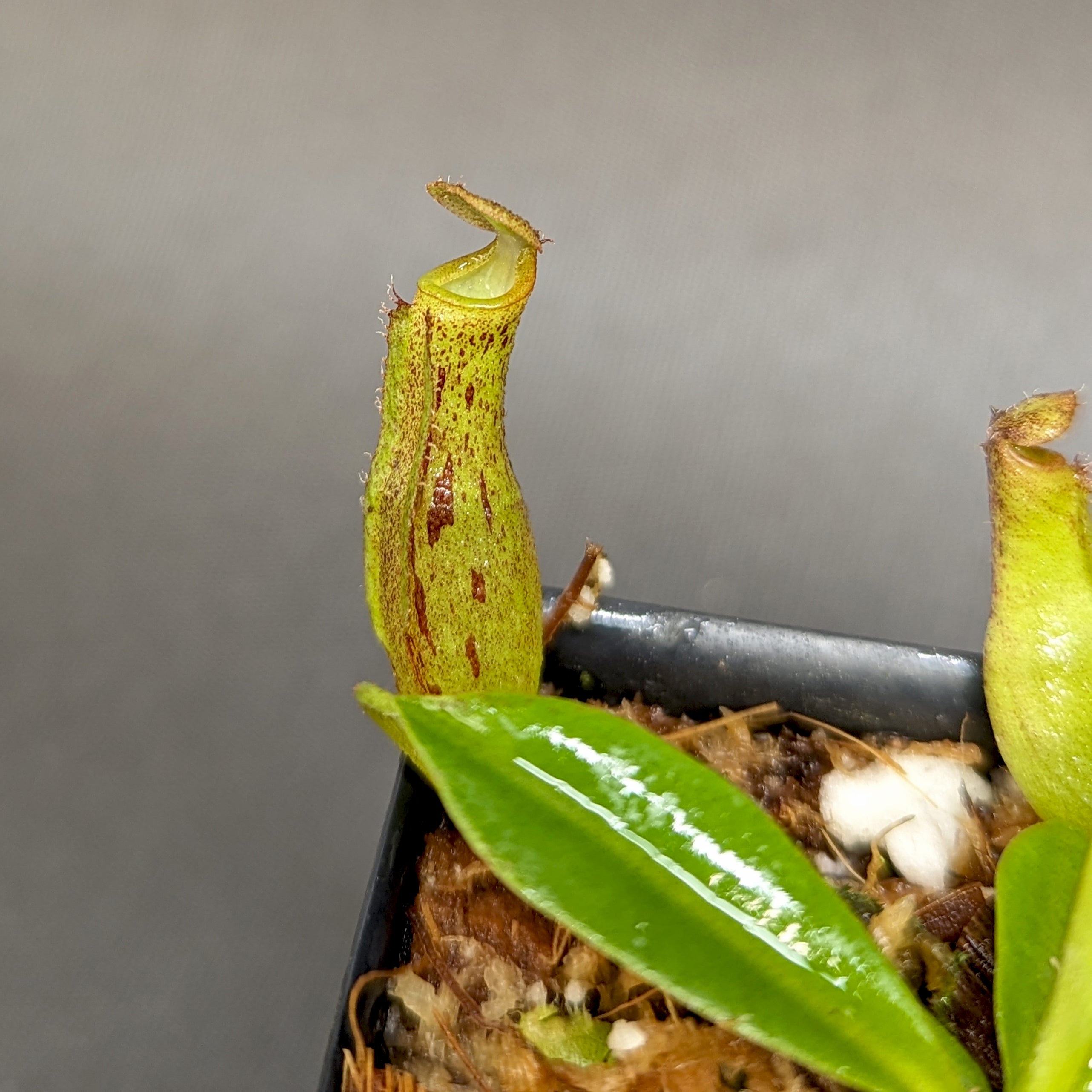 Nepenthes (maxima x campanulata) x [(lowii x veitchii) x
