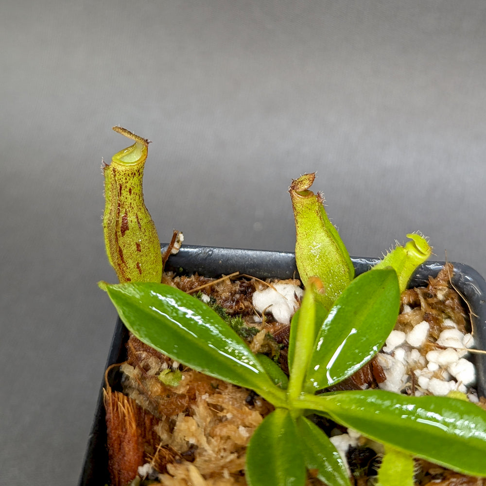 
                      
                        Nepenthes (maxima x campanulata) x [(lowii x veitchii) x campanulata], CAR-0339
                      
                    