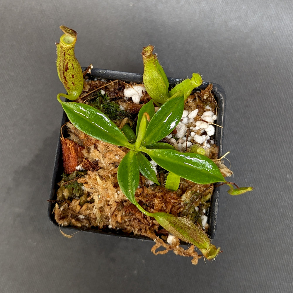 
                      
                        Nepenthes (maxima x campanulata) x [(lowii x veitchii) x campanulata], CAR-0339
                      
                    