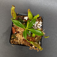 Nepenthes (maxima x campanulata) x [(lowii x veitchii) x campanulata], CAR-0339