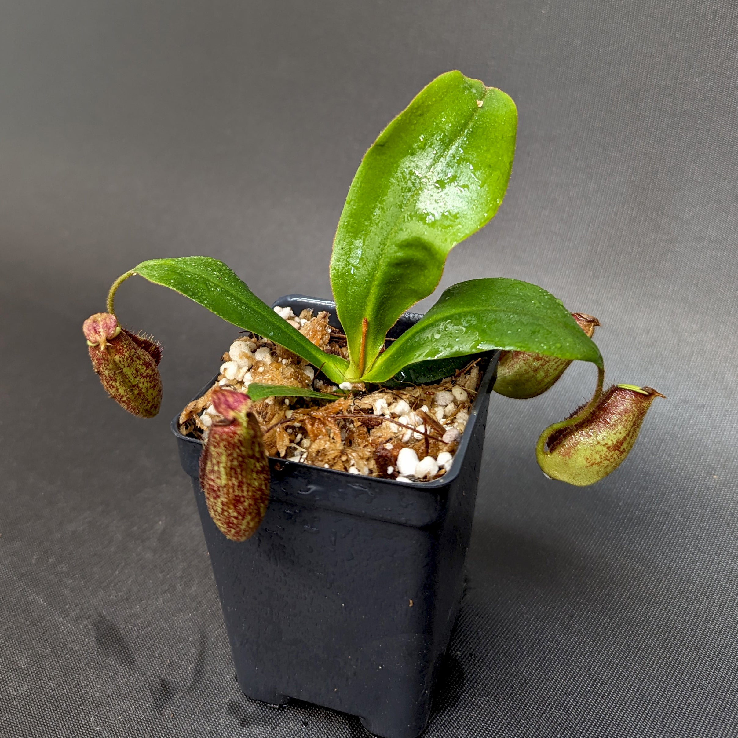 Nepenthes (Viking x rafflesiana) x bicalcarata, CAR-0215 – Carnivero