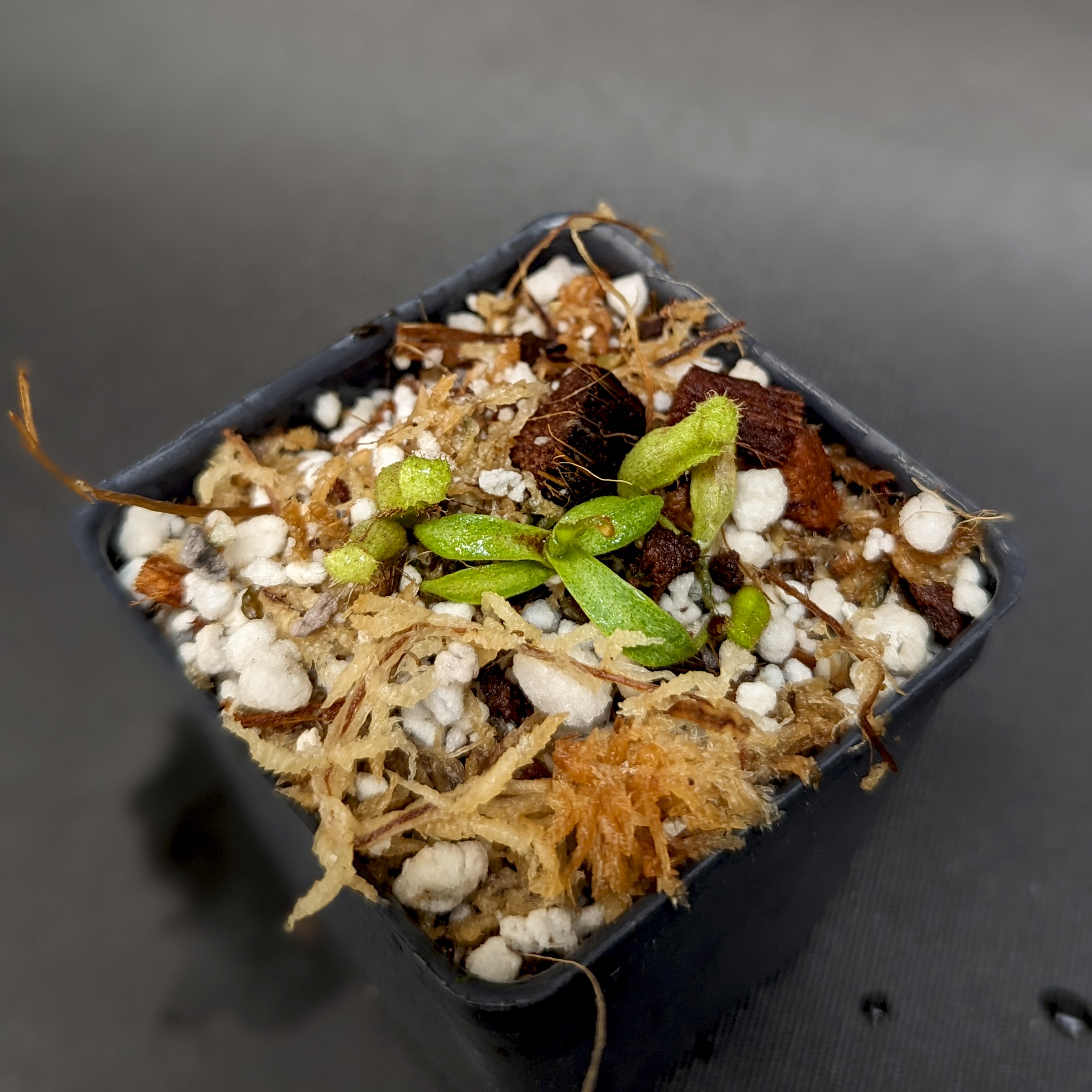 Nepenthes (lowii x spectabilis) x platychila HM, CAR-0340 – Carnivero