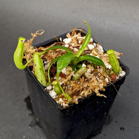 Top view of Nepenthes plant with slender curved pitchers and glossy leaves in a small pot with moss and white aggregate substrate