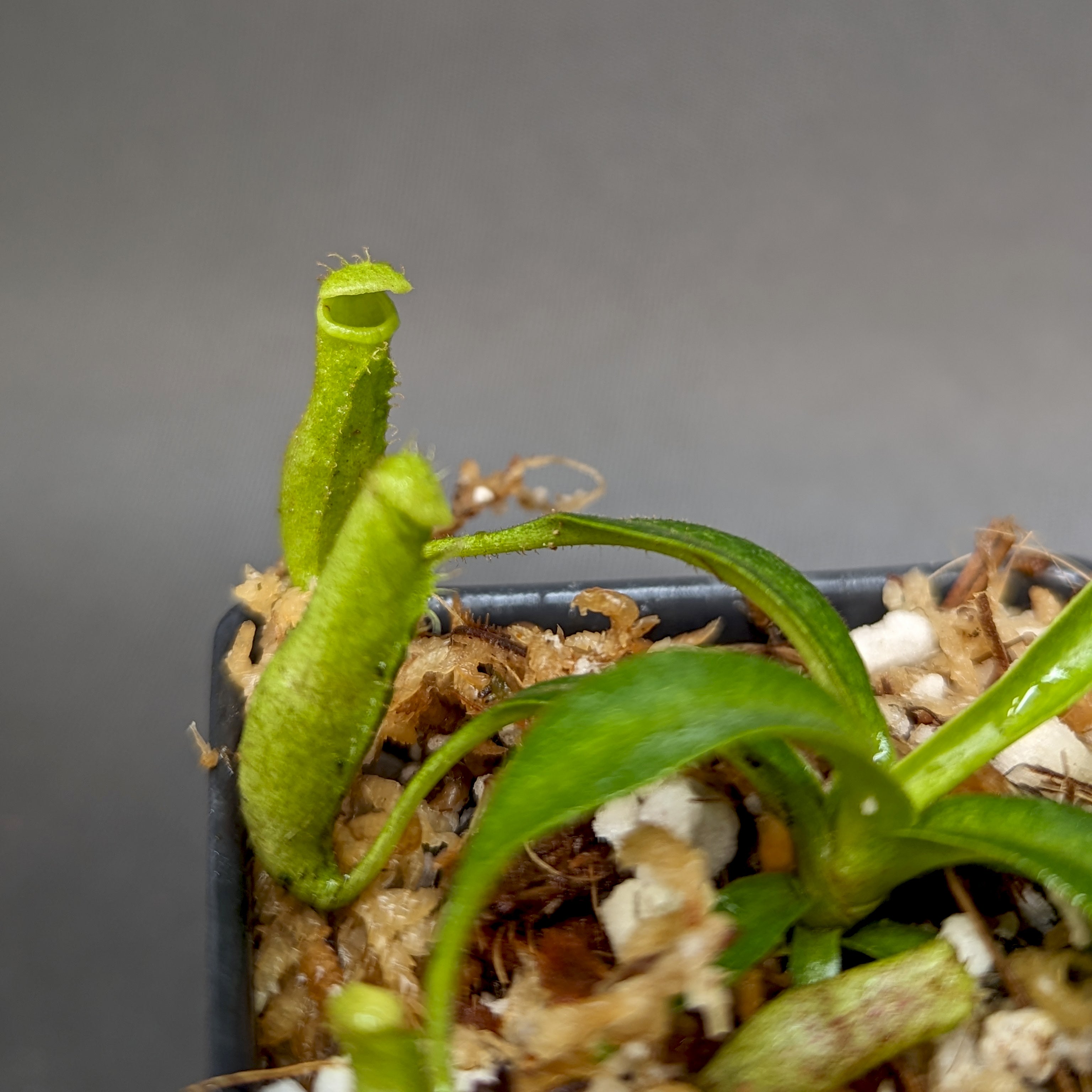 Nepenthes (lowii x spectabilis) x platychila HM, CAR-0340 – Carnivero