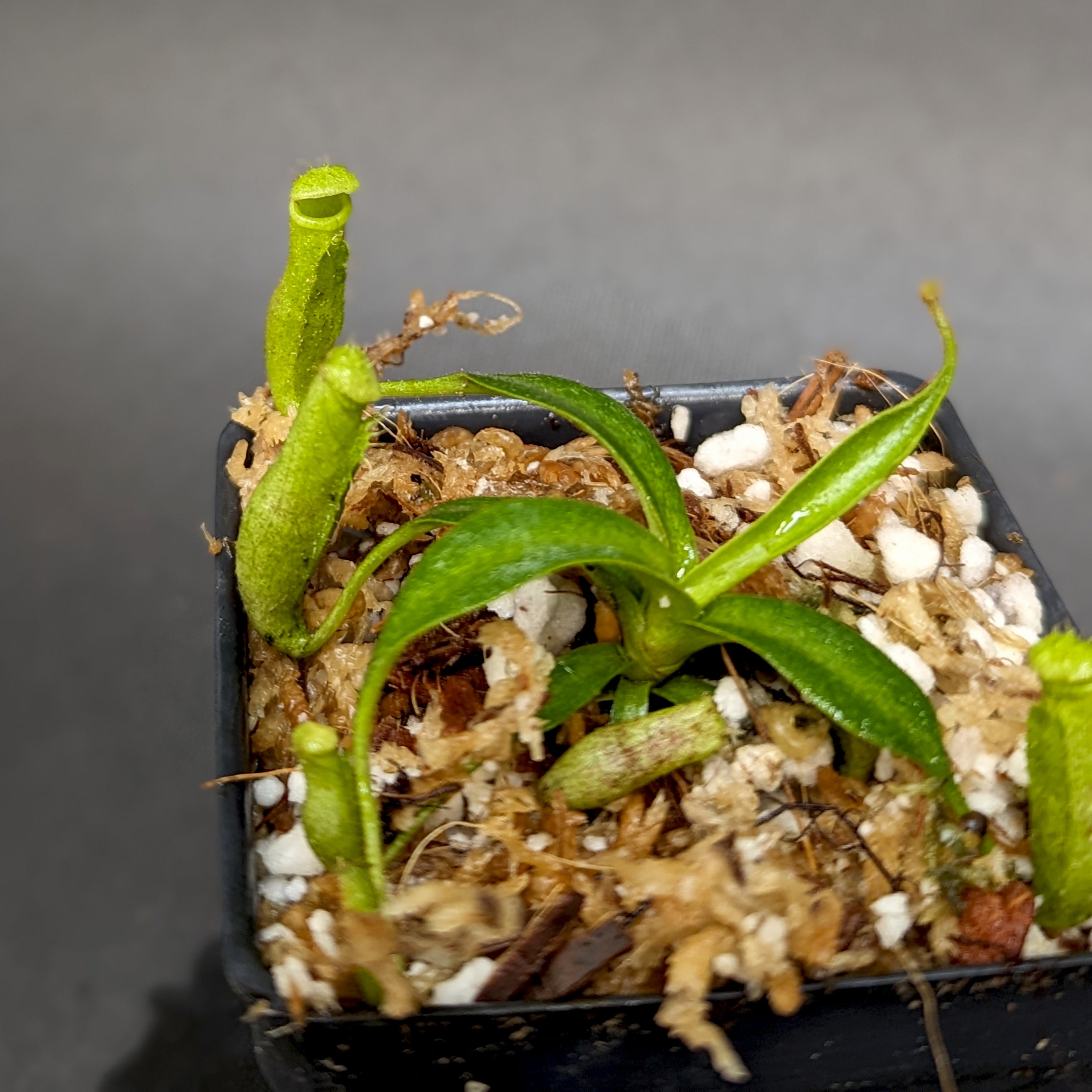 Nepenthes (lowii x spectabilis) x platychila HM, CAR-0340 – Carnivero