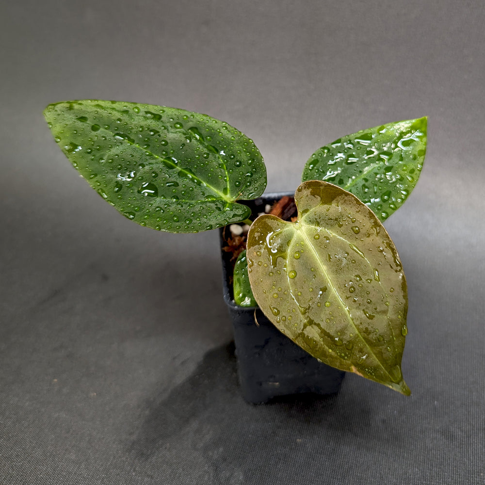
                      
                        Anthurium crystallinum 'Dark' x (papillilaminum Long x Bullet), CAR-0341
                      
                    