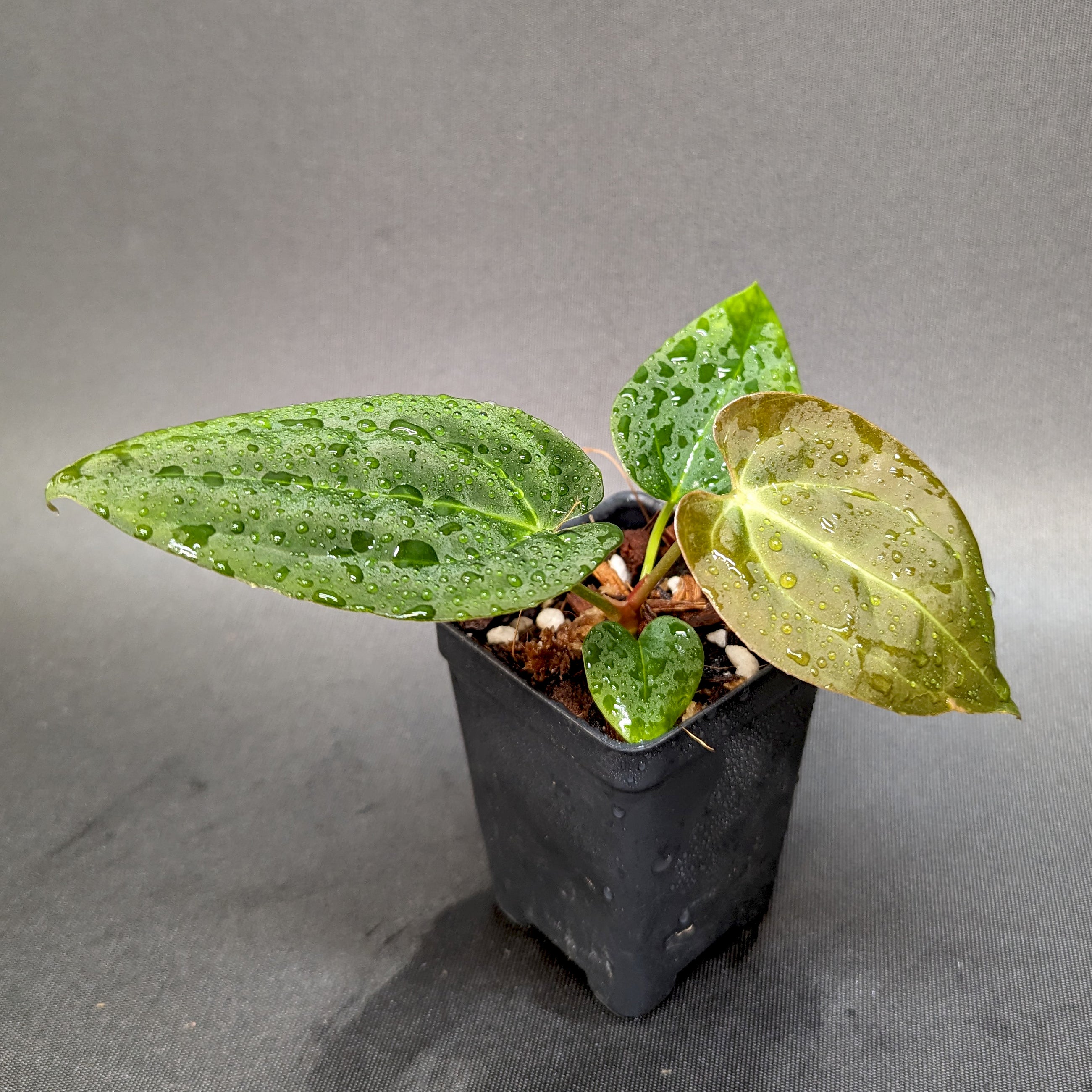 Anthurium crystallinum 'Dark' x (papillilaminum Long x Bullet