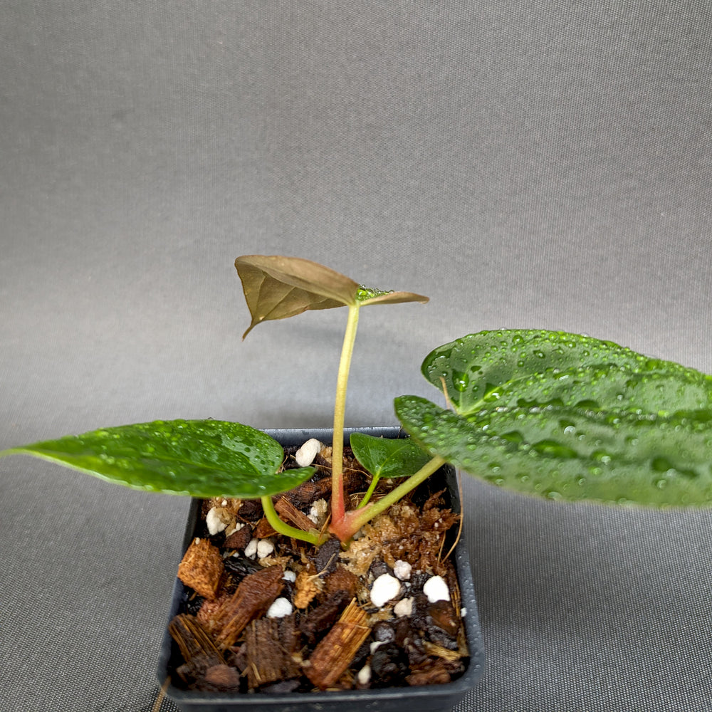 
                      
                        Anthurium crystallinum 'Dark' x (papillilaminum Long x Bullet), CAR-0341
                      
                    