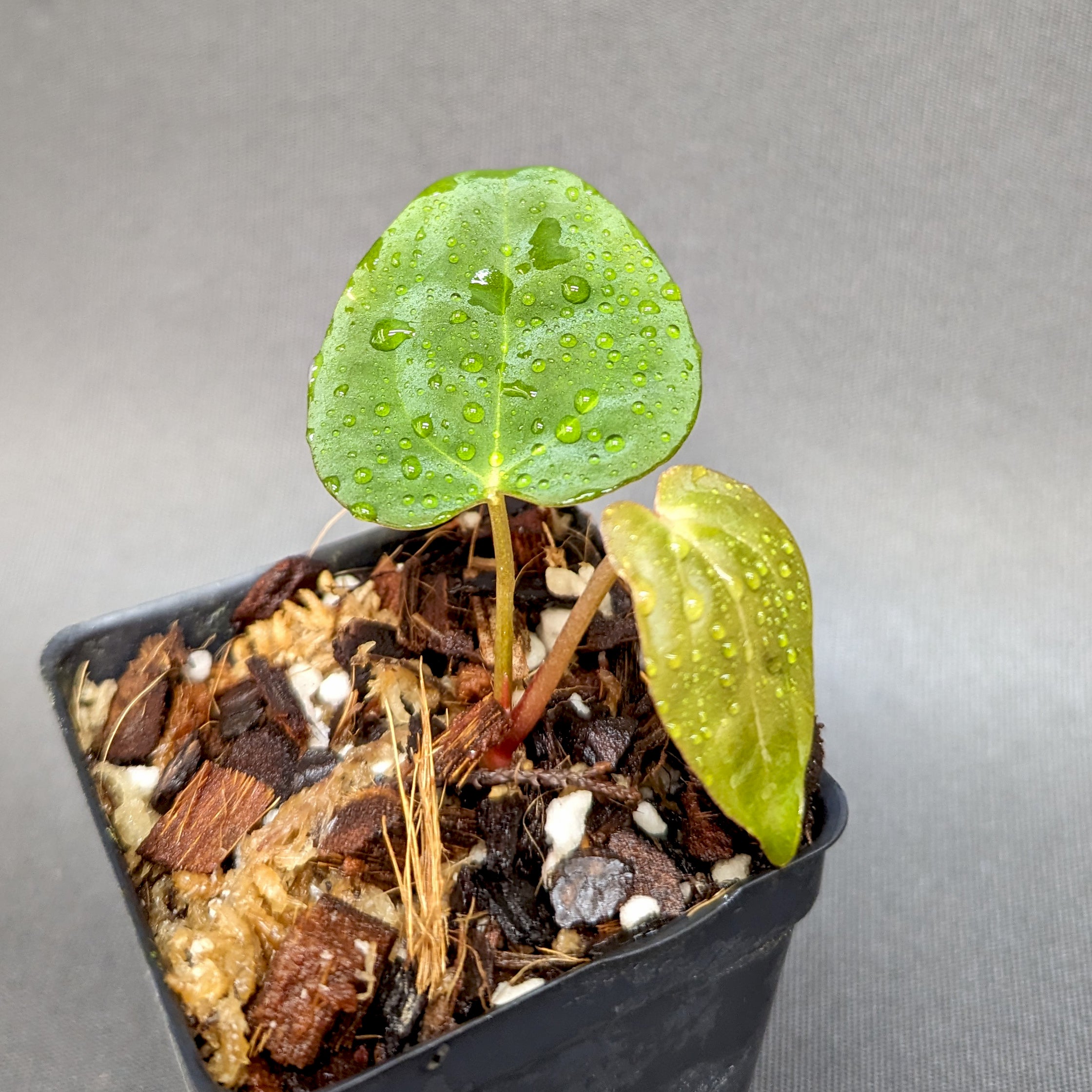 Anthurium crystallinum 'Dark' x (papillilaminum Long x Bullet