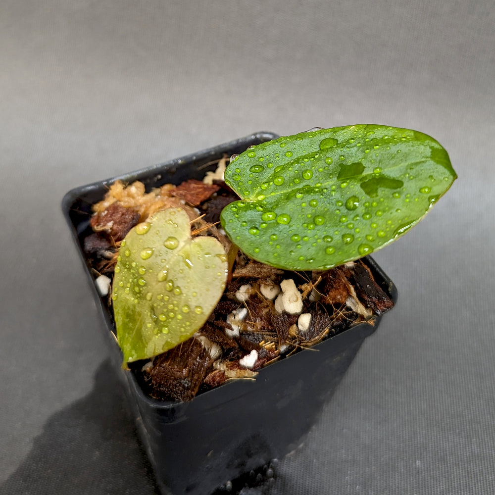 
                      
                        Anthurium crystallinum 'Dark' x (papillilaminum Long x Bullet), CAR-0341
                      
                    