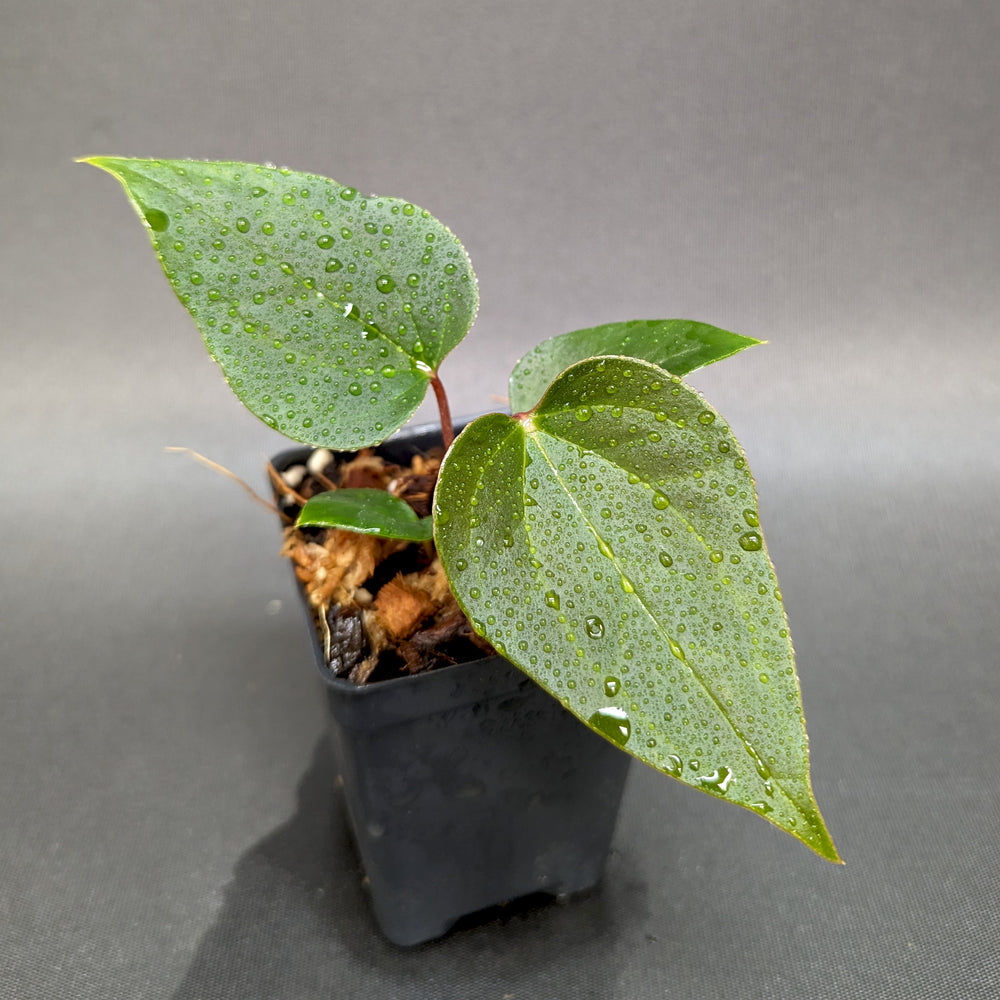 
                      
                        Anthurium Red Beauty x besseae aff (sp nov Darien), CAR-0342
                      
                    