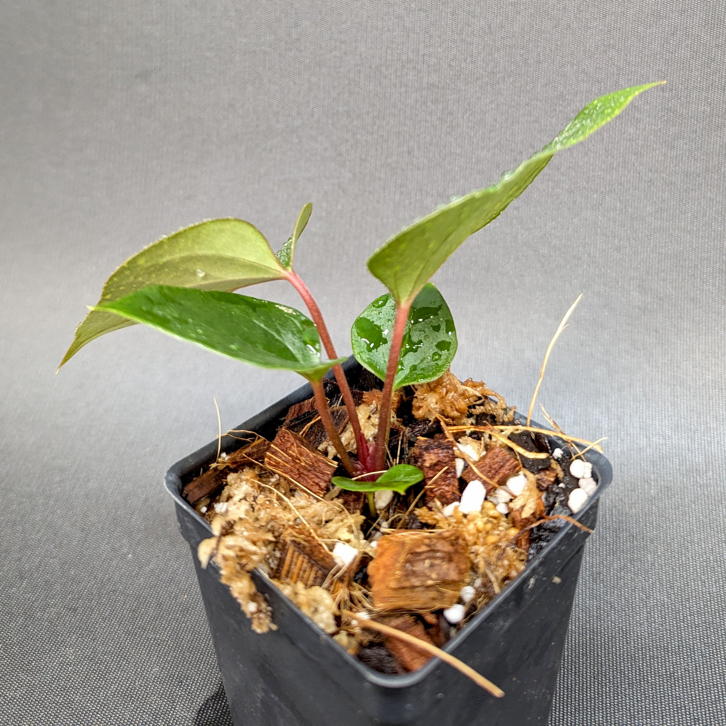 Anthurium 'Red Beauty' x besseae aff , CAR-0342 – Carnivero