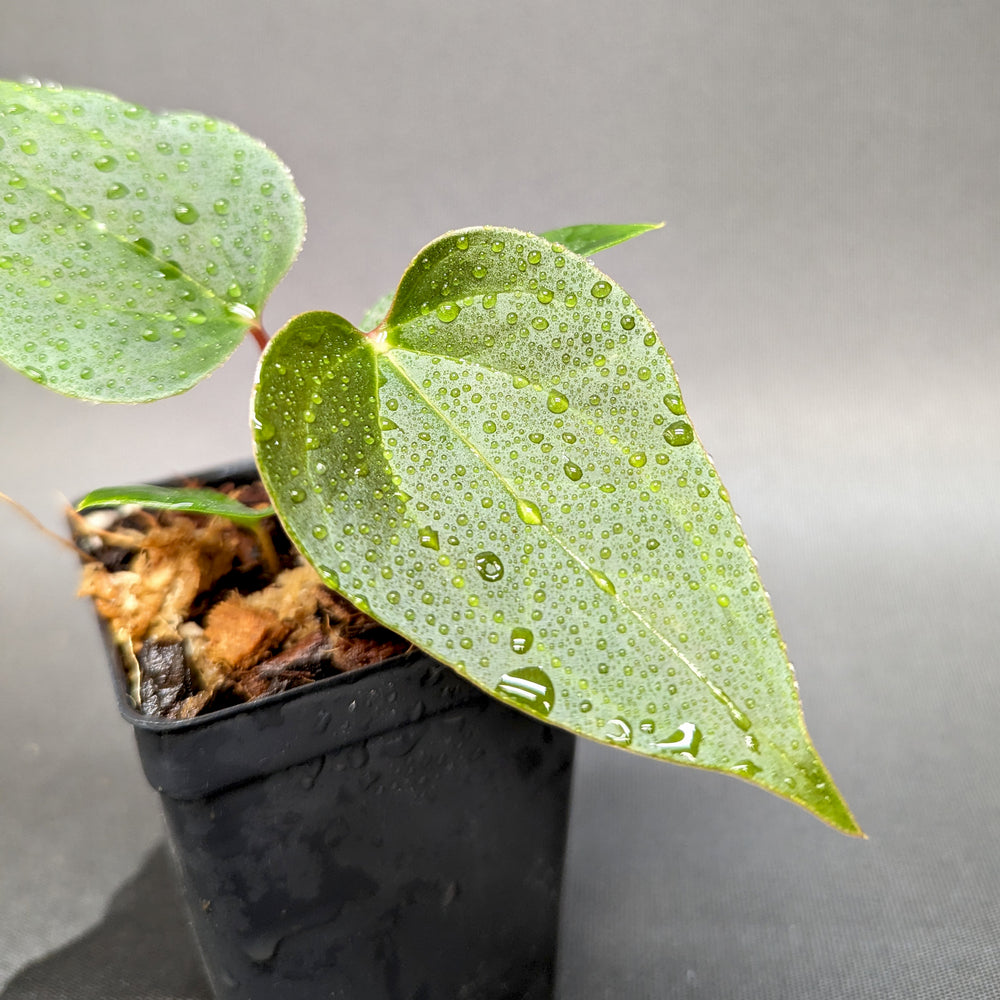 
                      
                        Anthurium Red Beauty x besseae aff (sp nov Darien), CAR-0342
                      
                    
